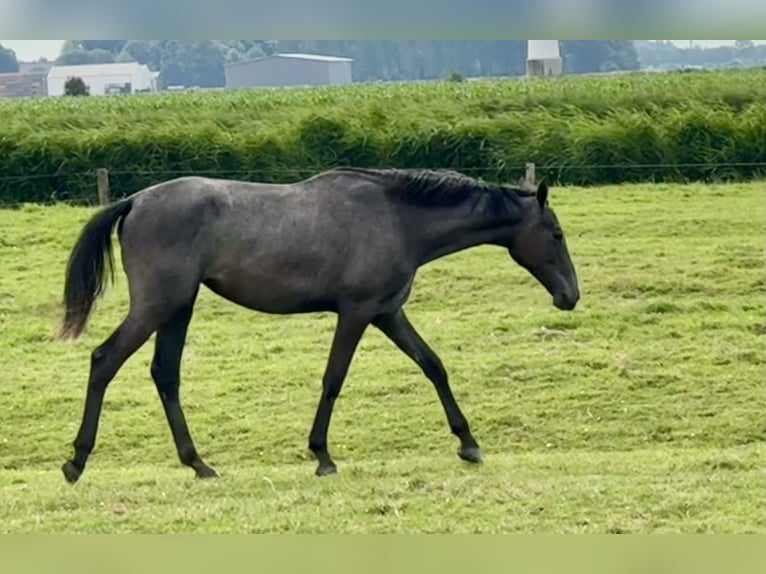 Holsteiner Merrie 2 Jaar 167 cm Blauwschimmel in Neufeld