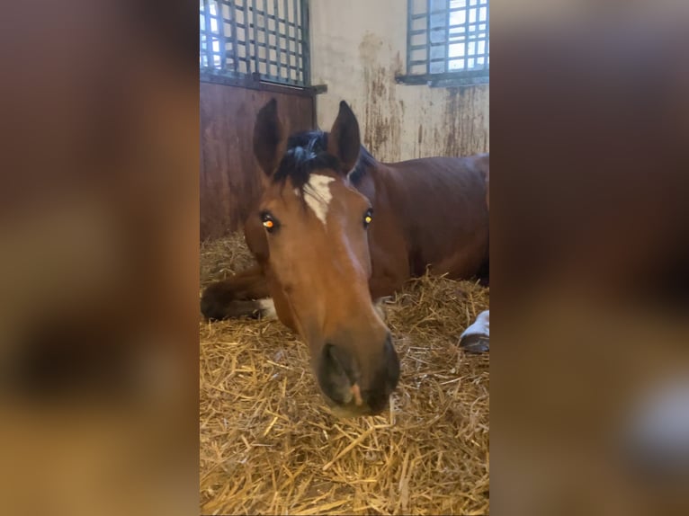 Holsteiner Merrie 2 Jaar 167 cm in BreklumBreklum