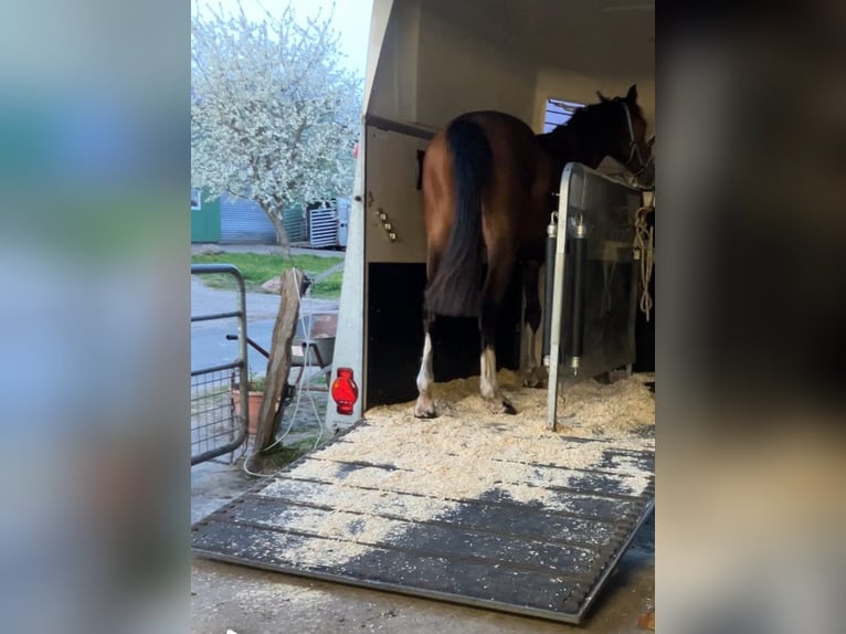 Holsteiner Merrie 2 Jaar 167 cm in BreklumBreklum