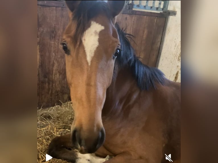 Holsteiner Merrie 2 Jaar 167 cm in BreklumBreklum
