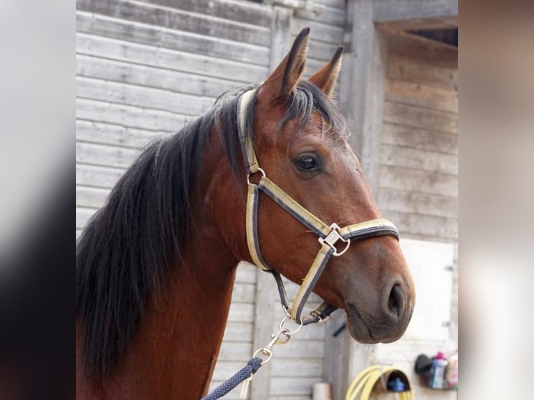 Holsteiner Merrie 2 Jaar 168 cm Bruin in Dietfurt an der Altm&#xFC;hl