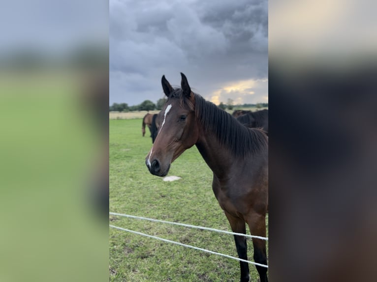 Holsteiner Merrie 2 Jaar 168 cm Donkerbruin in Duvensee