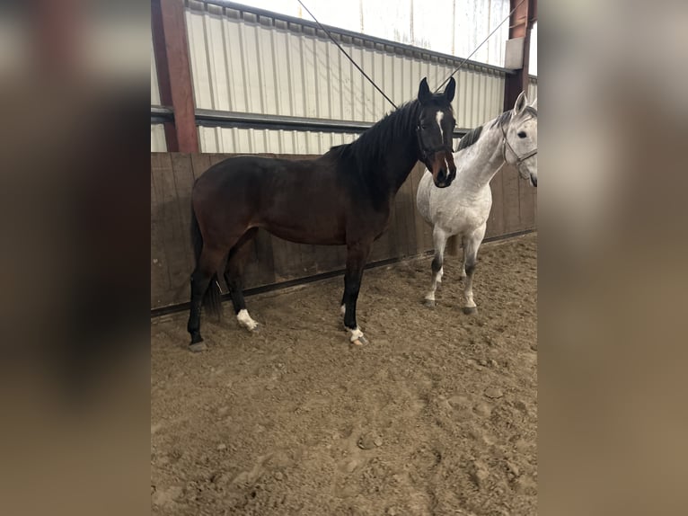 Holsteiner Merrie 2 Jaar 168 cm Donkerbruin in Duvensee