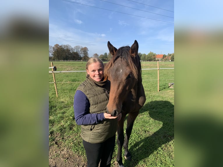 Holsteiner Merrie 2 Jaar Bruin in Putlitz