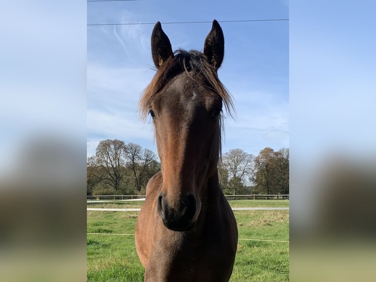 Holsteiner Merrie 2 Jaar Bruin in Putlitz