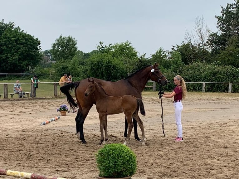 Holsteiner Merrie 2 Jaar Bruin in Putlitz