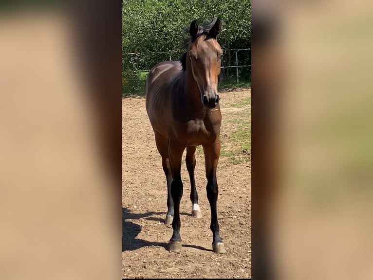 Holsteiner Merrie 2 Jaar Bruin in Hahnbach