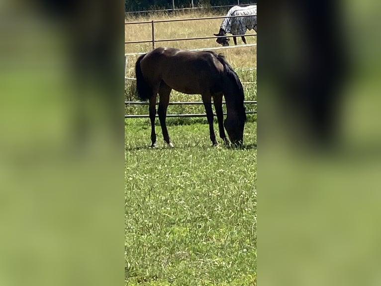 Holsteiner Merrie 2 Jaar Bruin in Hahnbach