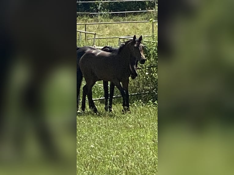 Holsteiner Merrie 2 Jaar Bruin in Hahnbach