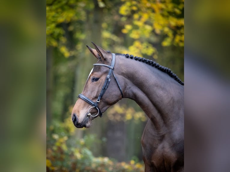 Holsteiner Merrie 2 Jaar Donkerbruin in Pozna&#x144;
