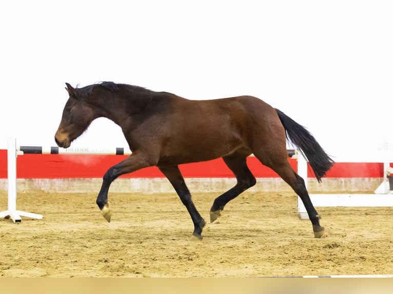 Holsteiner Merrie 3 Jaar 154 cm Bruin in Waddinxveen