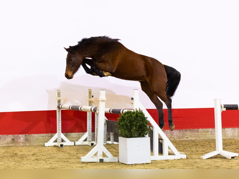 Holsteiner Merrie 3 Jaar 154 cm Bruin in Waddinxveen