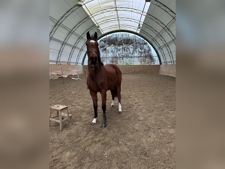 Holsteiner Merrie 3 Jaar 155 cm Bruin in Poggensee