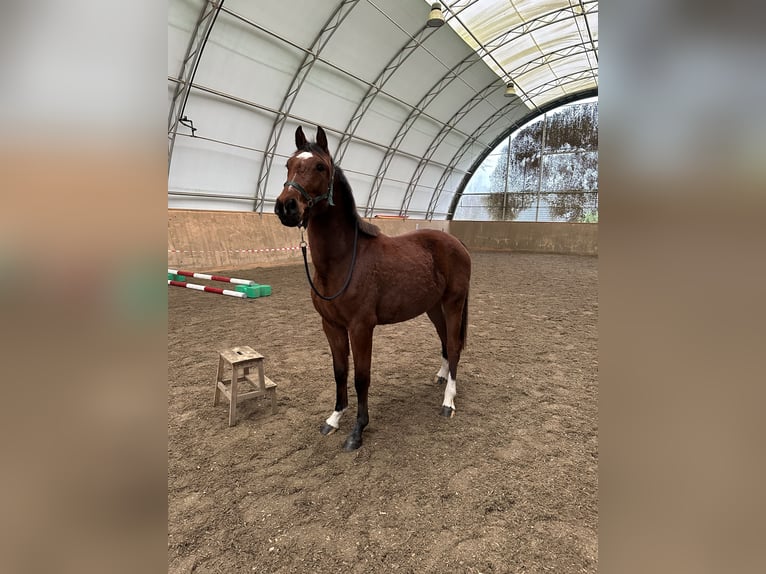 Holsteiner Merrie 3 Jaar 155 cm Bruin in Poggensee