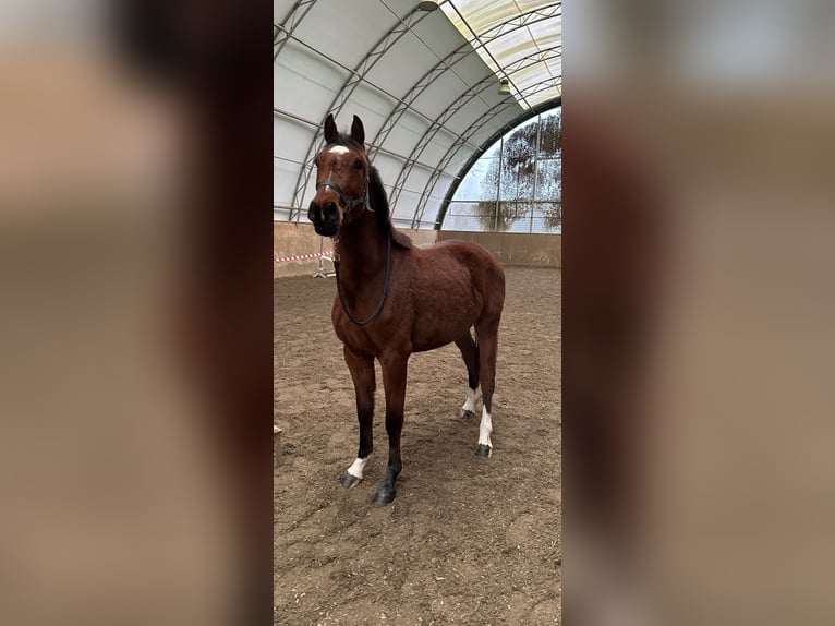 Holsteiner Merrie 3 Jaar 155 cm Bruin in Poggensee