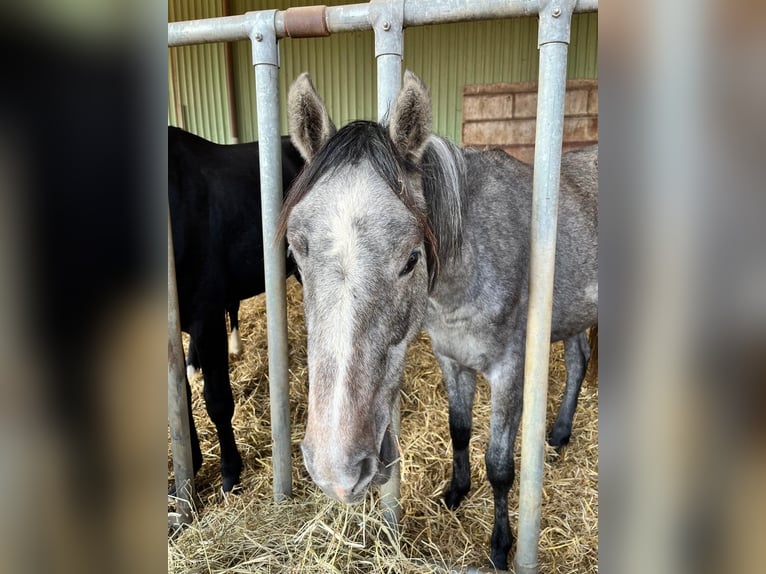 Holsteiner Merrie 3 Jaar 155 cm Schimmel in Lübeck