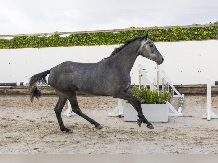 Holsteiner Merrie 3 Jaar 157 cm Schimmel in Waddinxveen