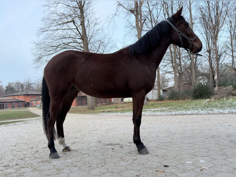 Holsteiner Merrie 3 Jaar 160 cm Bruin in Otter
