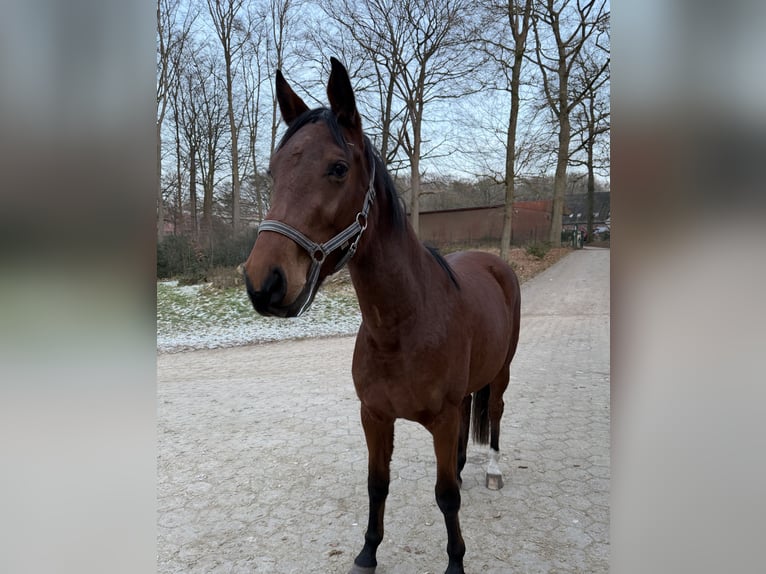 Holsteiner Merrie 3 Jaar 160 cm Bruin in Otter