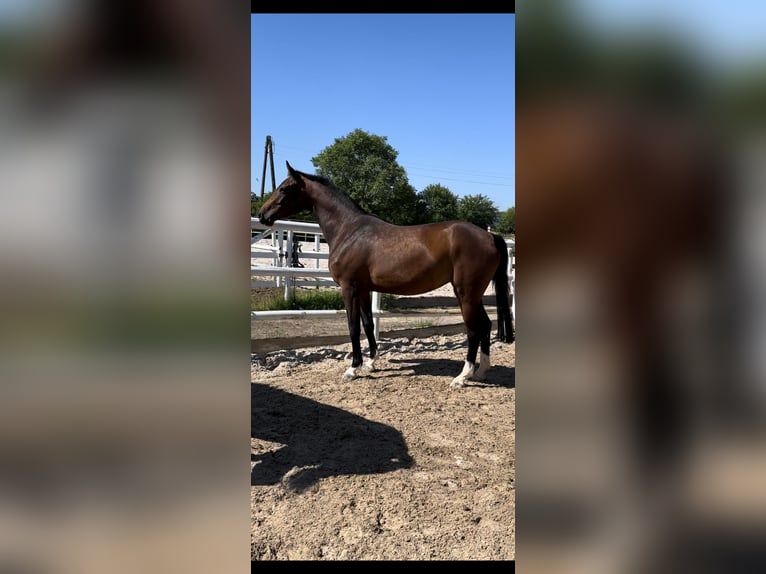 Holsteiner Merrie 3 Jaar 160 cm Donkerbruin in Hann. Münden