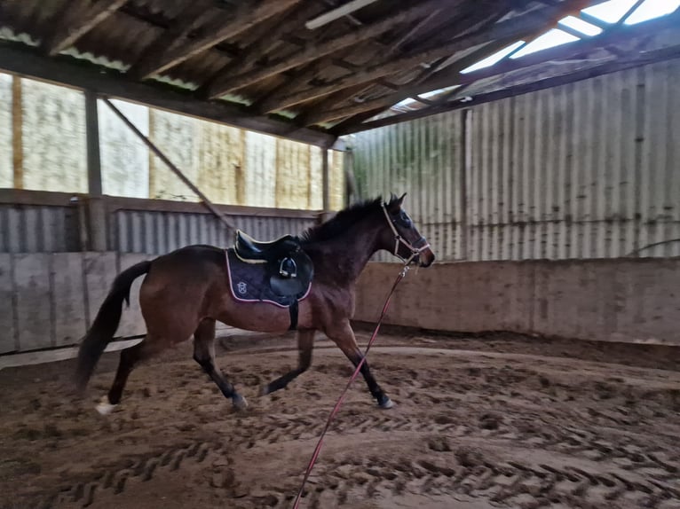 Holsteiner Merrie 3 Jaar 162 cm Bruin in Elmshorn