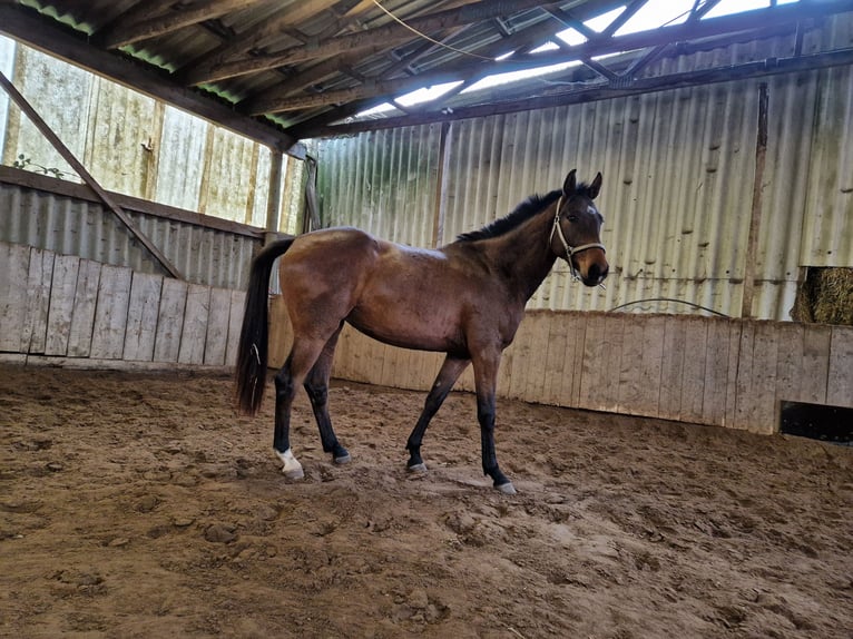 Holsteiner Merrie 3 Jaar 162 cm Bruin in Elmshorn