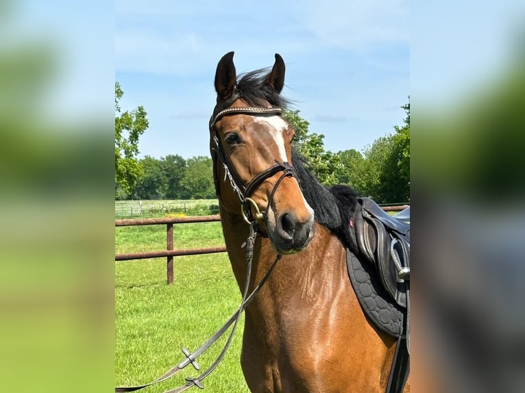 Holsteiner Merrie 3 Jaar 162 cm Bruin in Bokel