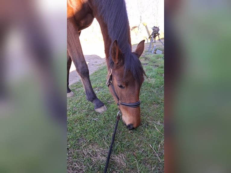 Holsteiner Merrie 3 Jaar 163 cm Bruin in Grauel
