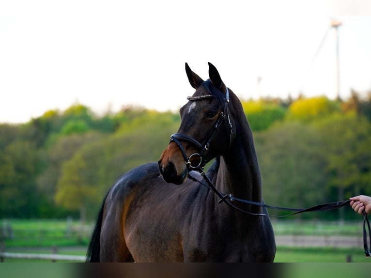Holsteiner Merrie 3 Jaar 163 cm Bruin in Oesterwurth