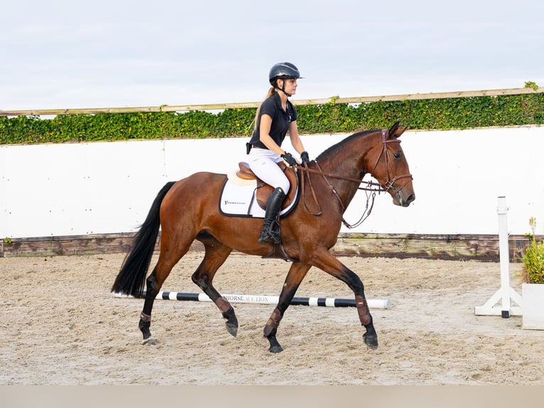Holsteiner Merrie 3 Jaar 163 cm Bruin in Waddinxveen