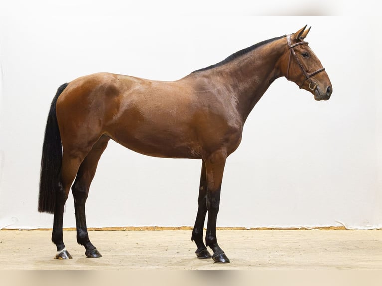 Holsteiner Merrie 3 Jaar 163 cm Bruin in Waddinxveen