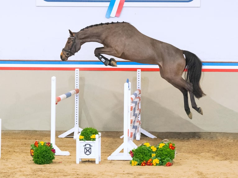 Holsteiner Merrie 3 Jaar 163 cm Donkerbruin in Klein Nordende