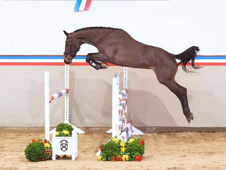 Holsteiner Merrie 3 Jaar 163 cm Donkerbruin in Klein Nordende