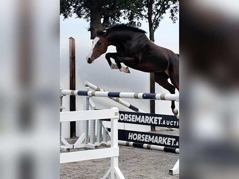 Holsteiner Merrie 3 Jaar 163 cm Roodbruin in Waddinxveen