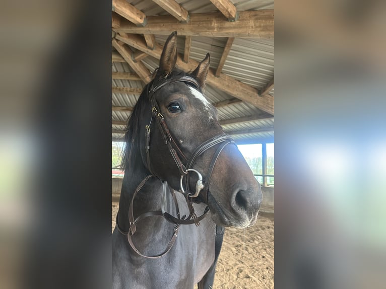 Holsteiner Merrie 3 Jaar 163 cm Zwartbruin in Rendsburg