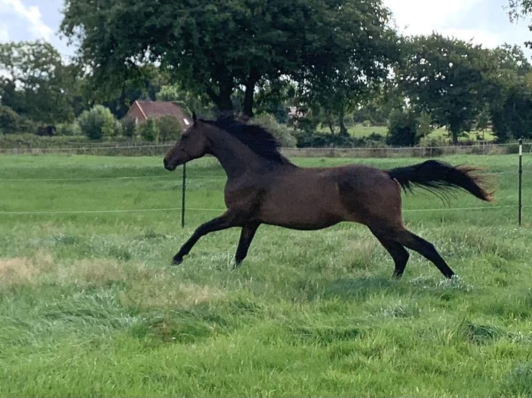 Holsteiner Merrie 3 Jaar 164 cm Bruin in Dechow