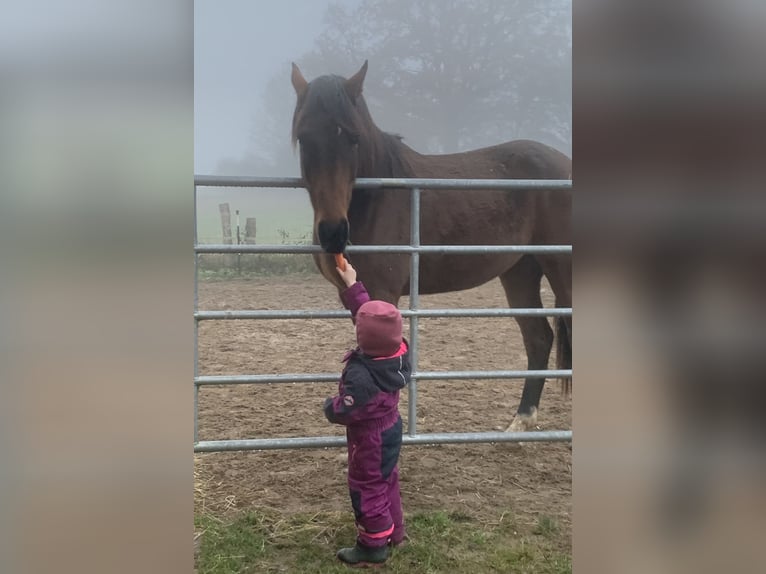 Holsteiner Merrie 3 Jaar 164 cm Bruin in Dechow