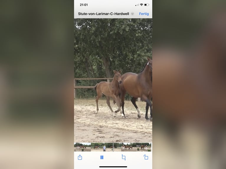 Holsteiner Merrie 3 Jaar 164 cm Bruin in Dechow