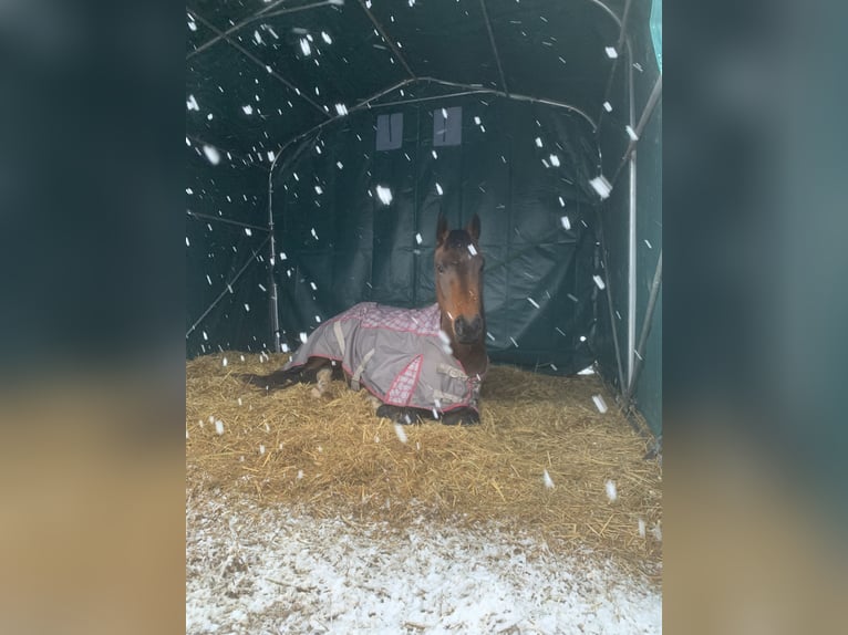 Holsteiner Merrie 3 Jaar 164 cm Bruin in Dechow