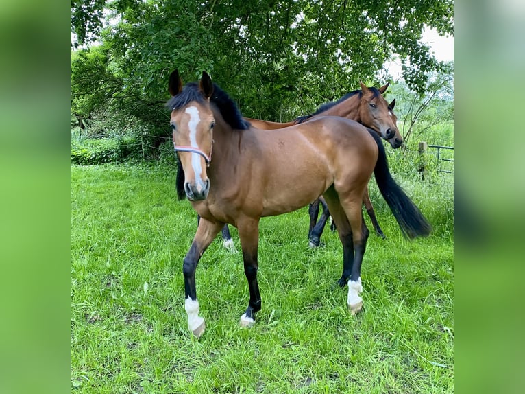 Holsteiner Merrie 3 Jaar 164 cm Bruin in Mildstedt