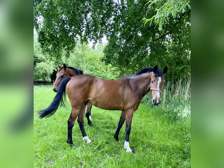 Holsteiner Merrie 3 Jaar 164 cm Bruin in Mildstedt