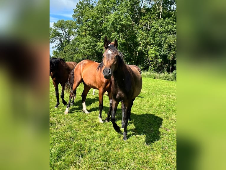 Holsteiner Merrie 3 Jaar 164 cm Donkerbruin in Goch