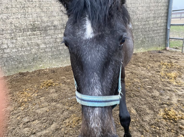 Holsteiner Merrie 3 Jaar 165 cm Appelschimmel in Sterup