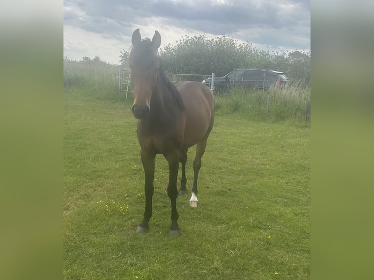 Holsteiner Merrie 3 Jaar 165 cm Bruin in Bargenstedt