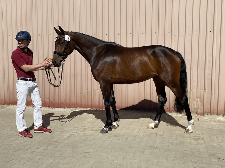 Holsteiner Merrie 3 Jaar 165 cm Bruin in Reinbek