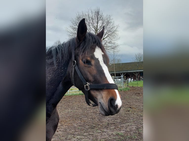 Holsteiner Merrie 3 Jaar 165 cm Donkerbruin in Heist