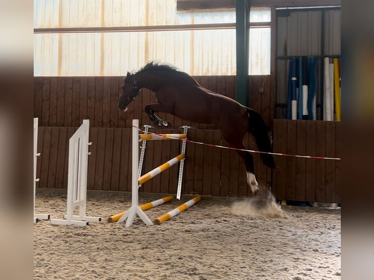 Holsteiner Merrie 3 Jaar 165 cm Roodbruin in Bruchhausen-Vilsen