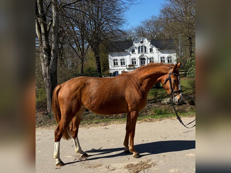 Holsteiner Merrie 3 Jaar 165 cm Vos in Albersdorf