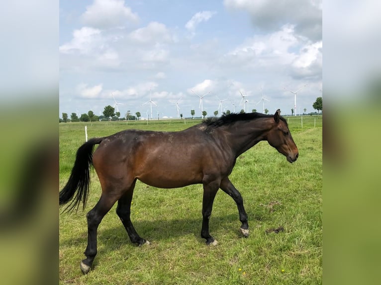 Holsteiner Merrie 3 Jaar 165 cm Zwartbruin in W&#xF6;hrden