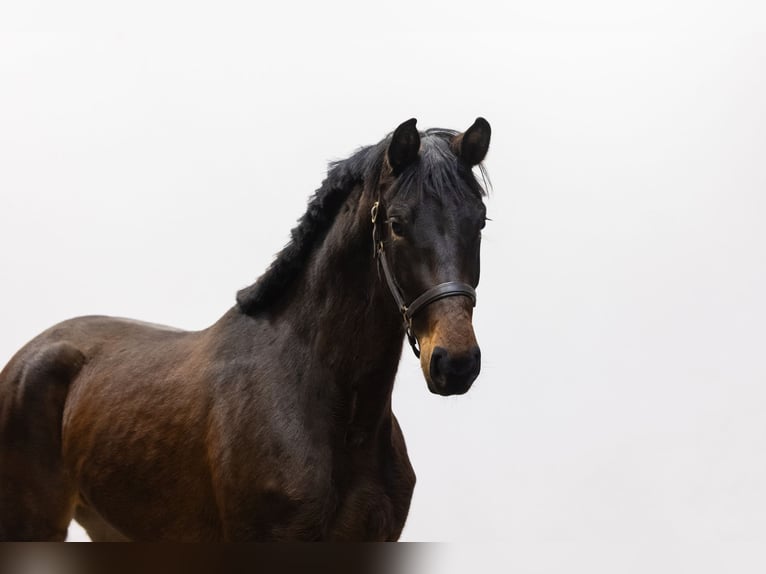 Holsteiner Merrie 3 Jaar 166 cm Bruin in Waddinxveen